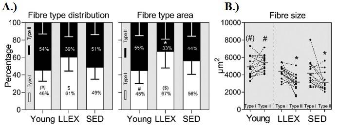 Muskelmorphologie: A.) Fasertypverteilung und Fasertypfläche, dargestellt als Mittelwerte mit Standardabweichungen. B.) Fasergröße der Typen I und II, dargestellt als zusammenhängende Einzelwerte und Mittelwerte. YOUNT (n= 15), LLEX (n=16) und SED (n=15). * = Signifikant verschieden von Typ I innerhalb der Gruppe; # = signifikant verschieden zu älteren Probanden; (#) = Tendenz für einen Unterschied zu älteren Probanden; $ = signifikant verschieden zu SED; ($) = Tendenz für einen Unterschied zu SED. (Bildquelle: Soendenbroe et al., 2022)