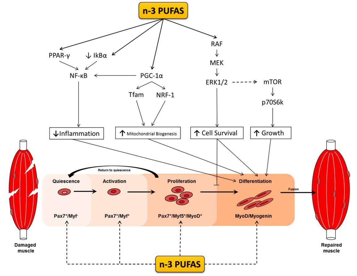 Palmitat (PAL) und Tumor-Nekrose-Faktor-alpha (TNF-α) haben lipotoxische und zytotoxische schädliche Auswirkungen auf Satellitenzellen in verschiedenen Stadien der Myogenese. N-3-PUFAs hemmen die negativen Auswirkungen von PAL und TNF-α, indem sie entzündungshemmende Signalwege innerhalb der Zelle aktivieren und so die Differenzierung fördern. Isoliert betrachtet ist derzeit nicht bekannt, ob n-3-PUFAs in der Lage sind, die Expression der wichtigen myogenen Transkriptionsregulationsfaktoren (MRFs) Pax7, MyoD und Myogenin zu modulieren, welche die Myogenese regulieren. Durchgezogene Linie: Stellt eine etablierte Rolle/einen etablierten Weg dar, den n-3-PUFAs während der myogenen Differenzierung modulieren. Gepunktete Linie: Begrenzte oder keine Belege für die Rolle von mehrfach ungesättigten Omega-3-Fettsäuren (n-3 PUFAs) während der Myogenese. Durchgezogene Linie: Wesentliche Beweise für die Wirkung von n-3-PUFAs auf die Myogenese über verschiedene Pfade. (Bildquelle: Tachtsis et al., 2018)