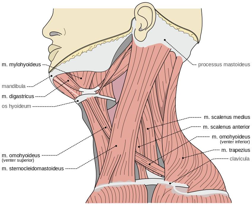 Muskulatur der Halses und des Nackens. (Bildquelle: Wikimedia.org / Remesz; CC Lizenz 2.5)