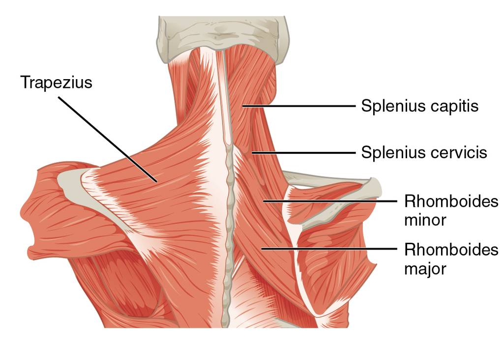 Muskulatur des Nackens und oberen Rückens. (Bildquelle: Wikimedia.org / OpenStax College; Creative Commons 3.0)