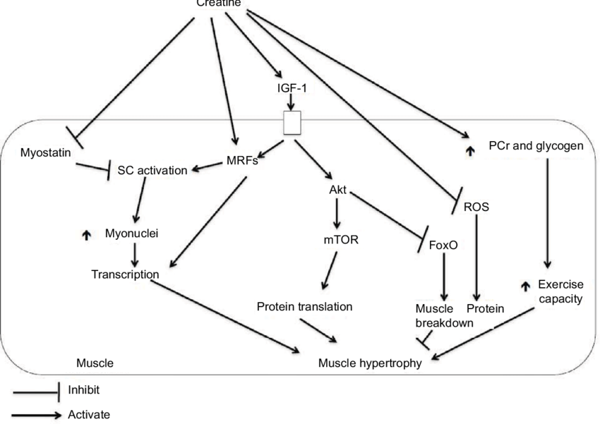 Potenzielle Mechanismen, durch die eine Creatin-Supplementierung den Prozess der Muskelhypertrophie unterstützt. IGF-1 = Insulinähnlicher Wachstumsfaktor 1; MRFs = Myogene regulatorische Faktoren; mTOR = Mammalian target of rapamycin; PCr = Phosphocreatin; ROS = Reaktive Sauerstoffspezies; SC = Satellitenzellen. (Bildquelle: Chilibeck et al, 2017)
