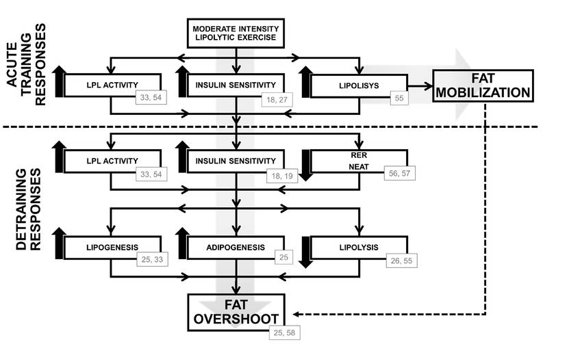 Mechanismus zur Unterstützung der Hypothese einer kompensatorischen Wirkung auf das Fettgewebe nach akutem MICE (moderate-intensity continous training) und Detraining. RER = Ruhe-Energieverbrauch; NEAT: Thermogenese bei nicht-sportlicher Belastung; Pfeile nach oben: Zunehmende Reaktion; Abwärtspfeile: Abnehmende Reaktion; Pfeile nach oben und unten kombiniert: Keine Veränderung. (Bildquelle: Coswig et al., 2016)