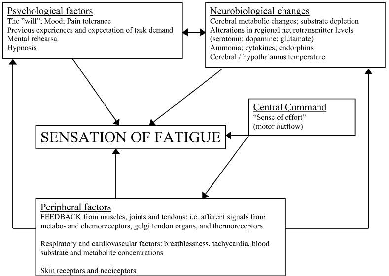Vereinfachtes Modell der physiologischen und psychologischen Faktoren, die das "Gefühl der Ermüdung" beeinflussen. (Bildquelle: Nybo & Secher, 2004)