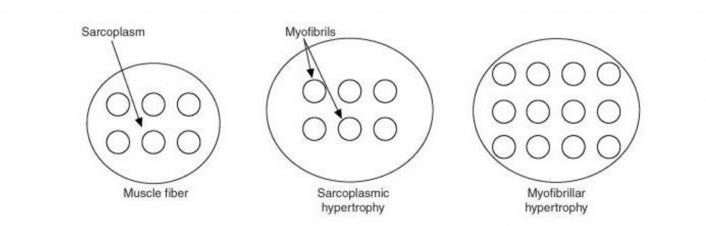 Sarkoplasmische Vs. myofibrilläre Hypertrophie. (Bildquelle: Zatsiorsky et al., 2020)