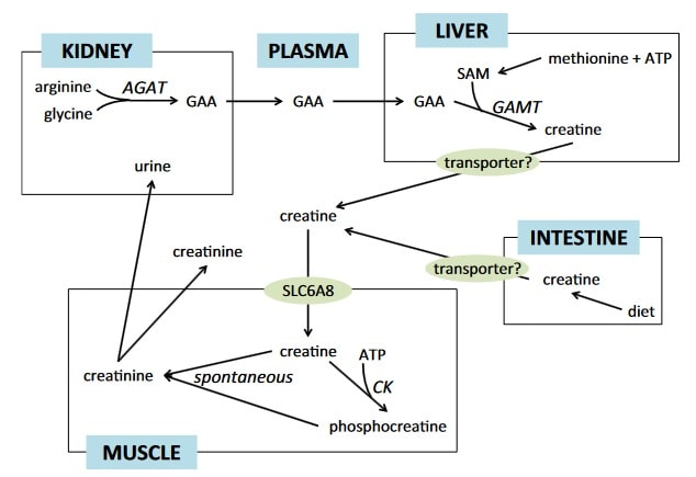 Creatin-Lebenszyklus: AGAT = Arginin:Glycin Amidinotransferase; CK = Creatin-Kinase; GAA = Guanidinoacetat; GAMT = Guanidinoacetat-Meth-yltransferase; SAM = S-Adenosyl-Methionin; SLC6A8 = Creatin-Transporter. (Bildquelle: Brosnan & Brosnan, 2016).