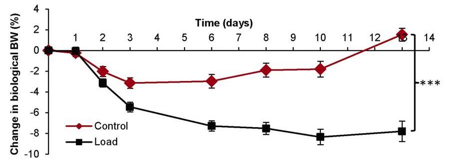 Wahrnehmung des Körpergewichts für die Fettmasse- Homöostase bei Ratten und Mäusen mit diätetischer Adipositas. (A) Auswirkung der Belastung auf die Veränderung des biologischen Körpergewichts (= Gesamtkörpergewicht - Zusatzgewicht) bei Ratten (n=8) und (B) Mäusen (n=10), denen Kapseln mit einem Gewicht von 15 % des Körpergewichts (Belastung) oder leere Kapseln (Kontrolle; ∼1,5 % bzw. ∼3 % des Körpergewichts bei Ratten und Mäusen) implantiert wurden. (Bildquelle: Jansson et al., 2018)