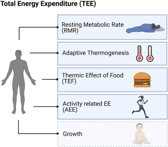 Komponenten des Gesamtenergieverbrauchs: Der Gesamtenergieverbrauch (TEE) setzt sich aus 5 Hauptkomponenten zusammen: 1) Ruheumsatz (RMR); 2) adaptive Thermogenese; 3) thermischer Effekt der Nahrung (TEF); 4) aktivitätsbezogener Energieverbrauch (AEE); und 5) Wachstum. (Bildquelle: Löffler et al., 2021)