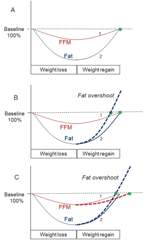 Schematische Diagramme zur Darstellung der Dynamik der Regeneration der Körperzusammensetzung mit a.) Synchronisierung der Fettmasse (FM) und fettfreien Masse (FFM), b.) Desynchronisierung der Fettmasse (FM) und fettfreien Masse (FFM) und c.) während der Regeneration des (zuvor verlorenen) Gewichts. Die Y-Achse stellt die Veränderungen bei Fett und FFM als Prozentsatz der Ausgangswerte (Baseline), und die Zahlen 1 und 2 stehen für synchronisierte FM- bzw. FFM-Regeneration, wie bestimmt durch die intrinsische Magermasse-Fett-Partitionierung des Individuums. a.) FM und FFM erreichen gleichzeitig eine vollständige (100%) Erholung; es gibt kein „body fat overshoot“ (Überschießen des Fettanteils). b.) Die Erholung des alleinigen Fettmasseanteils ist beschleunigt (entweder durch die adaptive Thermogenese oder durch exzessive Hyperphagie oder durch beides), so dass der Wiederaufbau des Fettgewebes abgeschlossen ist, noch bevor die FFM wieder vollständig aufgebaut wurde. c.) Eine veränderte intrinsische Magermasse-Fett-Partitionierung auf Kosten der FFM (d.h. eine langsamere Erholung der FFM und damit eine Umleitung der Energie zur Regeneration der Fettmasse) führt ebenfalls dazu, dass die vollständige Regeneration der Fettmasse vor der vollständigen Regeneration der FFM erreicht wird; diese Desynchronisierung (dargestellt durch die Lücke zwischen den grün gefüllten Kreisen) führt zu einer kollateralen Mast und einem „body fat overshoot“. (Bildquelle: Dulloo et al., 2018)