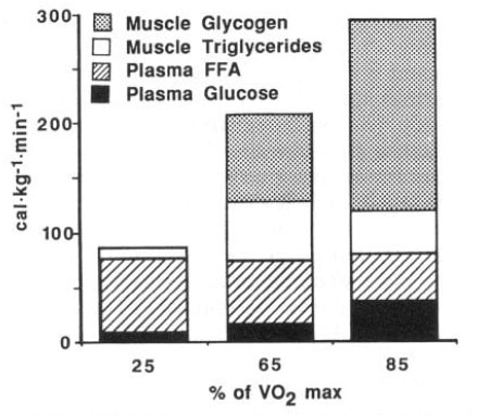 Maximaler Anteil beim Energieverbrauch von freien Fettsäuren (Plasma FFA) und Glukose (Plasma Glucose), die durch das Blut aufgenommen wurden sowie minimaler Beitrag der muskulären Triglycerid- und Glykogenspeicher nach 30 Minuten Training in Abhängigkeit der Trainingsintensität. Die Gesamtmenge der aus dem Plasma verfügbaren Kalorien (Cal) ändert sich nicht in Abhängigkeit von der Trainingsintensität. (Bildquelle: Romijn et al., 1993)