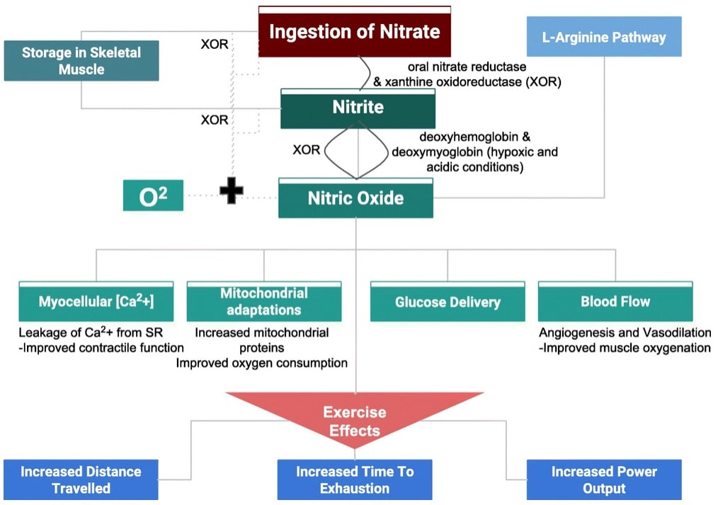 Potenzielle Mechanismen, durch die Nitrat die sportliche Leistungsfähigkeit beeinflusst. (Bildquelle: Gao et al., 2021)