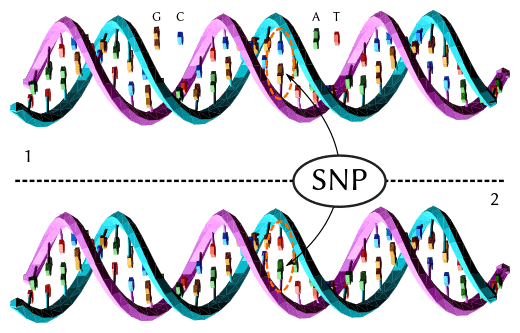 Einzelnukleotid-Polymorphismen: Das obere DNA-Molekül unterscheidet sich vom unteren DNA-Molekül an einer einzigen Basenpaar-Position (sog „G/A-Polymorphismus“). (Bildquelle: Wikimedia.org / David / Gringer ; Wikimedia Commons Lizenz)