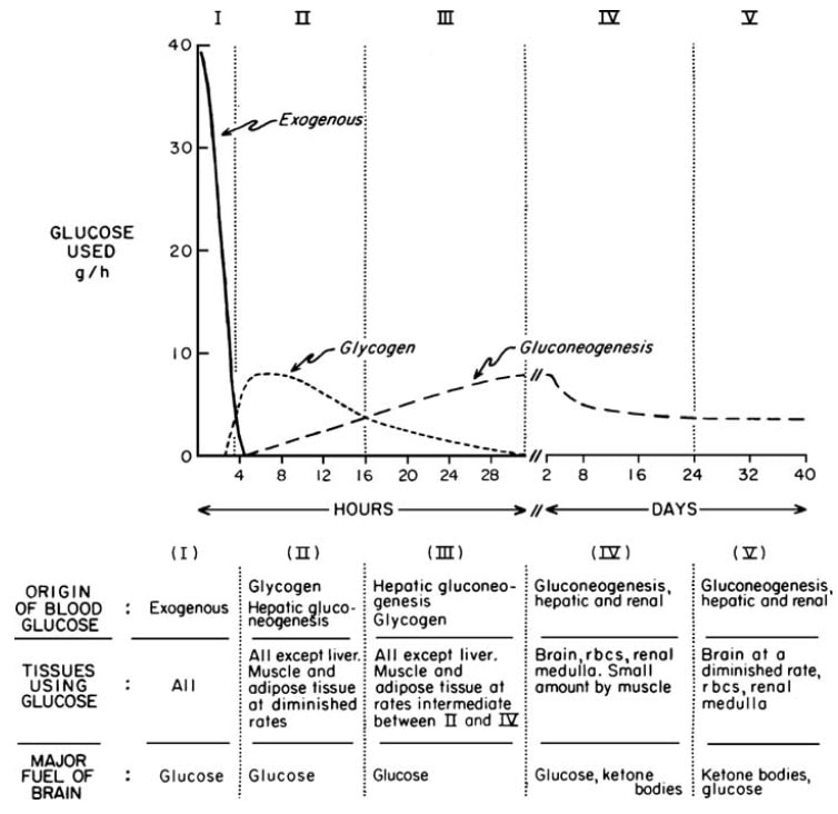Die 5 Stoffwechselphasen zwischen dem genährten (postabsorptiven) Zustand und dem nahezu stabilen Zustand der anhaltenden Hungerns. (Bildquelle: Cahill, 2006)