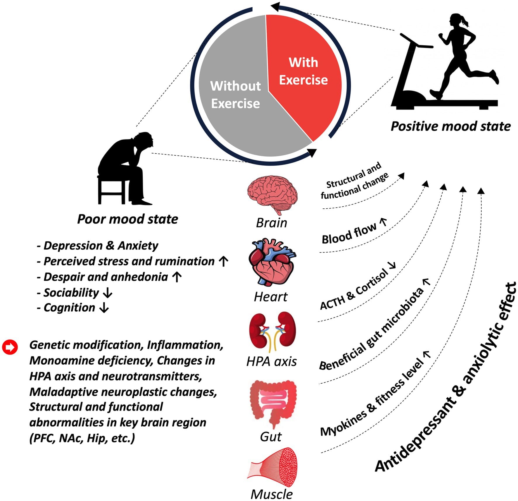 Ein Überblick über depressive Störungen und das therapeutische Potenzial von Sport und Bewegung. (Bildquelle: Hwang et al., 2023)