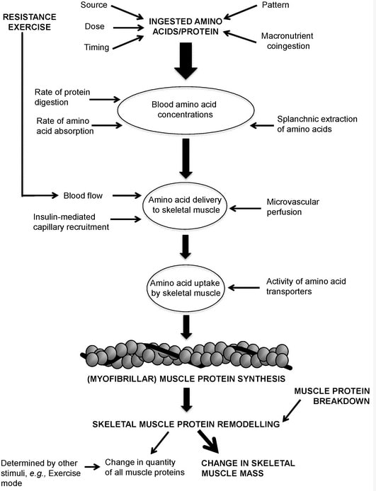 Vereinfachtes Diagramm, welches die Rolle der Aminosäureverfügbarkeit bei der Regulierung der Muskelproteinsynthese durch Aminosäure-/Proteinzufuhr und Training verdeutlicht. Während Widerstandstraining bevorzugt die Synthese kontraktiler myofibrillärer Proteine (z.B. Aktin, Myosin, Troponin) stimuliert, stimuliert Widerstandstraining auch die Synthese nicht kontraktiler Proteine (z.B. mitochondrialer und sarkoplasmatischer Proteine) im Skelettmuskel. (Bildquelle: Witard et al., 2016)