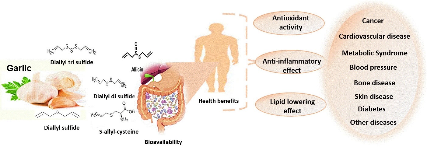 Pharmakologische Eigenschaften von Knoblauch (Allium sativum). (Bildquelle: Ansary et al., 2020)