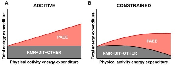 Additives Vs. eingeschränktes Model des Energieverbrauchs nach Pontzer et al. (2016). DIT = Ernährungsinduzierte Thermogenese; PAEE = Energieverbrauch durch körperliche Aktivität; ADJ = bereinigt um Körperzusammensetzung und/oder Alter. (Bildquelle: Gonzalez et al., 2023; adaptiert nach Pontzer et al. 2016)