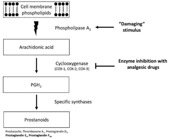 Schematischer Überblick über die Prostaglandin-Biosynthese als Reaktion auf einen schädigenden Reiz, wie z.B. eine intensive körperliche Belastung oder eine Gewebeverletzung: Prostaglandine werden aus Arachidonsäure synthetisiert, welche aus der Zellmembran freigesetzt wird. Schmerzmittel, wie Ibuprofen, wirken zum Teil durch Hemmung der Cyclooxygenase (COX)-Aktivität, wodurch die Produktion verschiedener Prostaglandine reduziert wird, die mit dem Umbau der Skelettmuskulatur in Verbindung gebracht werden, insbesondere die fett gedruckten Prostaglandine. (Bildquelle: Lundberg & Howatson, 2018)