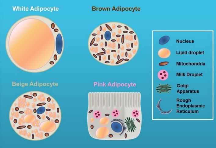 Adipozyten-Typen werden durch Farbnuancen beschrieben: Das Hauptmerkmal einer Fettzelle ist ihre Fähigkeit, Fett zu speichern; weiße, braune, beige und rosafarbene Adipozyten haben alle diese Eigenschaft gemeinsam. Jeder Fettzelltyp ist jedoch in gewisser Weise spezialisiert und weist eine unterschiedliche intrazelluläre Verteilung der Organellen und ein unterschiedliches Genexpressionsprofil auf. Alle Fettzellen verfügen über Golgi-Apparate und das endoplasmatische Retikulum, aber diese Organellen machen einen größeren Teil der rosa Fettzellen aus, als bei den anderen Fettzelltypen. (Bildquelle: Richard et al., 2020)