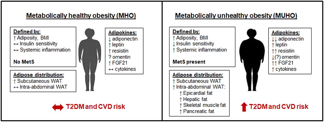 Stoffwechselgesunde Fettleibigkeit/Adipositas (MHO) Vs. metabolisch ungesunde Fettleibigkeit/Adipositas (MUHO): Im Vergleich zu schlanken, stoffwechselgesunden Personen weisen Personen mit MHO eine erhöhte Adipositas und einen höheren BMI auf, haben aber eine geringere systemische Entzündung und eine gleichbleibende Insulinsensitivität, so dass sie nicht als Personen mit metabolischem Syndrom (MetS) gelten. MHO-Patienten haben erhöhte Werte im subkutanen, weißen Fettgewebe (WAT), ohne übermäßige Ansammlung von viszeralem Fett (VAT). Ihr Adipokinprofil ähnelt dem von schlanken Personen, allerdings mit erhöhtem Leptin, Resistin und FGF21 und vermindertem Adiponektin, was ihr Risiko für die Entwicklung von Typ-2 Diabetes (T2DM) und kardiovaskulären Erkrankungen (CVD) auf kurze Sicht begrenzt. Im Gegensatz dazu weisen MUHO-Individuen eine erhöhte Insulinresistenz und systemische Entzündungen, sowie eine erhöhte Adipositas und einen höheren BMI als schlanke Kontrollpersonen auf, was zu MetS beiträgt. MUHO-Individuen haben einen Überschuss an subkutanem und intra-abdominalem Fettgewebe, mit erhöhtem viszeralen Organfett (z.B. Leber). Dies führt zu einem dysfunktionalen Adipokinprofil, welches durch einen verminderten Adiponektin- und Omentinspiegel gekennzeichnet ist, wobei Leptin, Resistin, FGF21 und Zytokine - im Vergleich zu schlanken Kontrollpersonen - erhöht sind. MUHO-Individuen weisen daher ein erhöhtes Risiko für die Entwicklung von T2DM und CVD auf. (Bildquelle: Chait & den Hartigh, 2020)