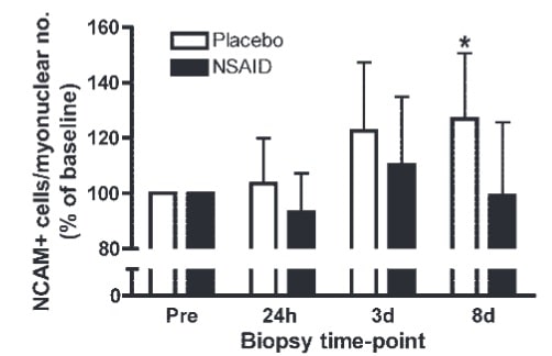 Anzahl der Satellitenzellen (identifiziert durch NCAM) nach einem 36-km-Lauf. Die Gruppen erhielten entweder ein nichtsteroidales entzündungshemmendes Medikament (NSAIR) (n=5) oder ein Placebo (n=6). Es handelt sich um Mittelwerte (±SD), die relativ zur Anzahl der Myonuklei und als Prozentsatz der Werte vor der Belastung (Pre) angegeben werden. * = Signifikant verschieden von den Werten vor der Belastung (P<0,05). (Bildquelle: Mackey et al., 2007)