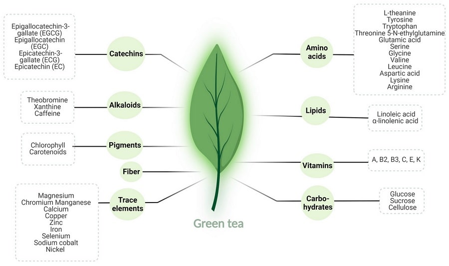 Chemische Zusammensetzung von grünem Tee. (Bildquelle: Hazimeh et al., 2023)