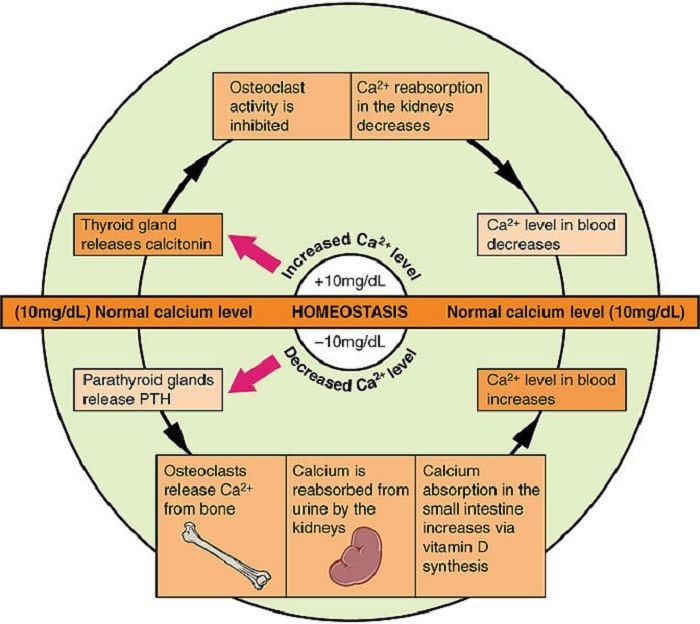 Eng kontrolliert: Die Kalzium-Homöostase (Bildquelle: Wikimedia / OpenStax College ; CC Lizenz)