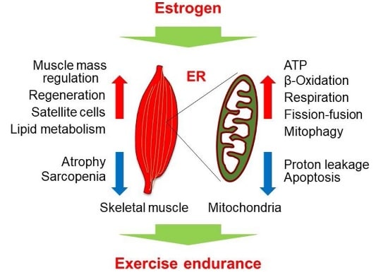Modell der Östrogenfunktionen im Ausdauersport (mit Schwerpunkt auf der Skelettmuskulatur und der mitochondrialen Regulation). (Bildquelle: Ikeda et al., 2019)
