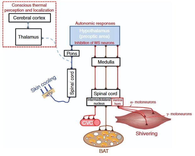 Anatomische konzeptionelle Darstellung der neuronalen Netze, welche die somatosensorischen und autonomen Thermoregulationspfade bilden. (Bildquelle: Blondin et al., 2014)
